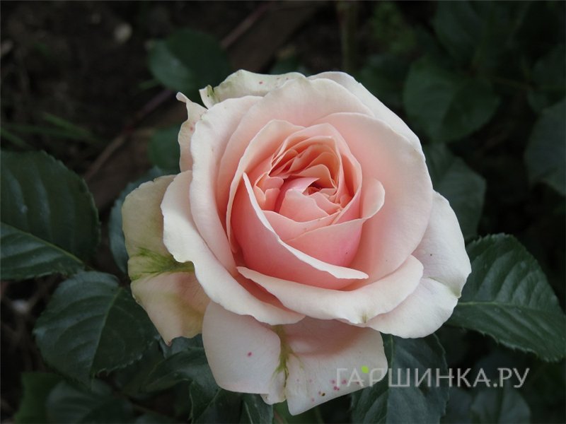Роза Кальмар Касл, Пулсен