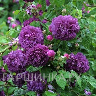 Роза Кардинал де Ришелье, Гийо