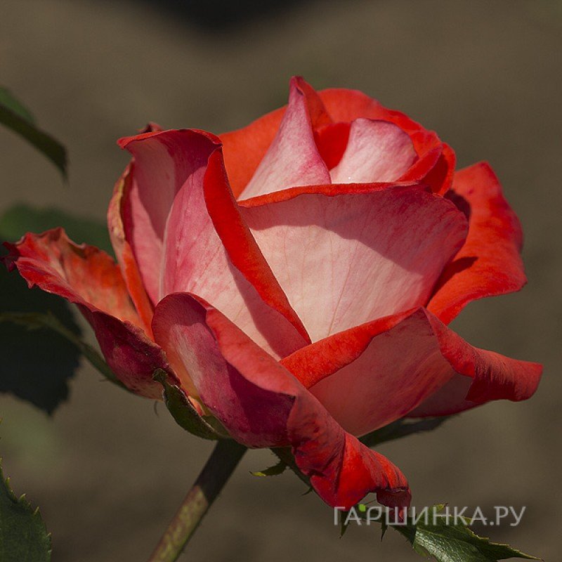 Роза Кэп Хорн, Дорье