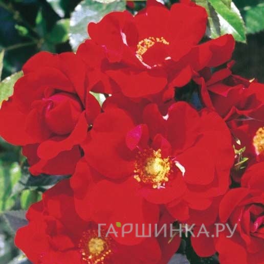 Роза Кип ин Тач, Харкнесс