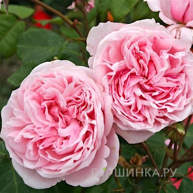 Роза Кис Ми Кэйт плетистая, Кордес