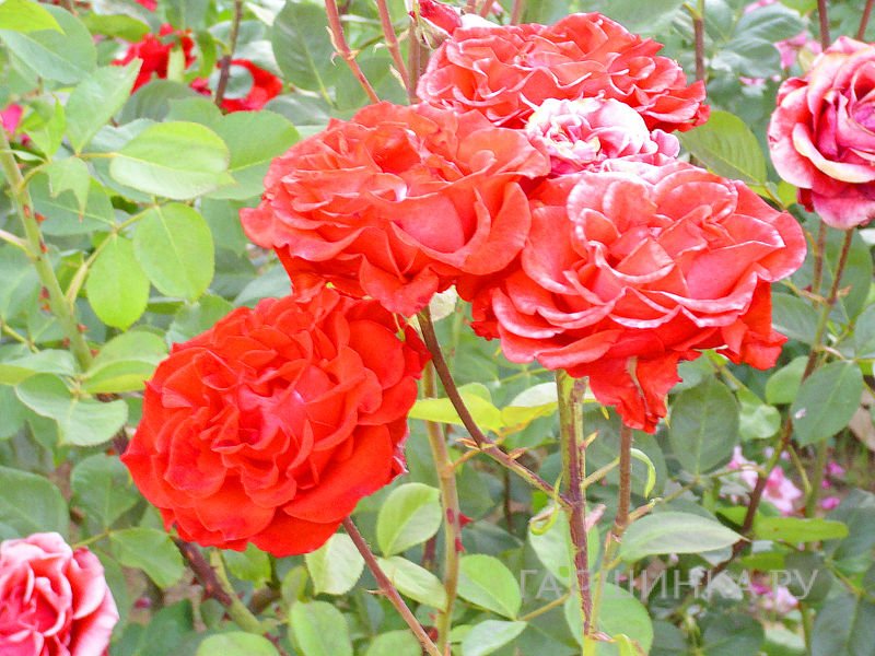 Роза Колюш, Мейян