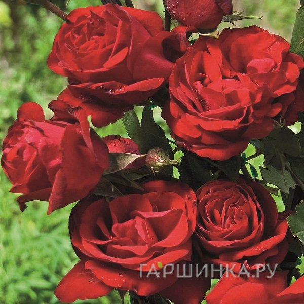 Роза Конкистадор, Гийо