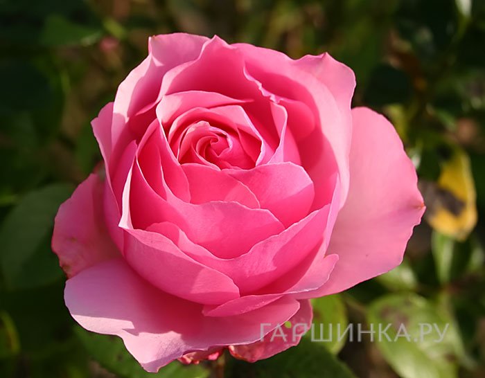 Роза Креп де Шин, Дельбар