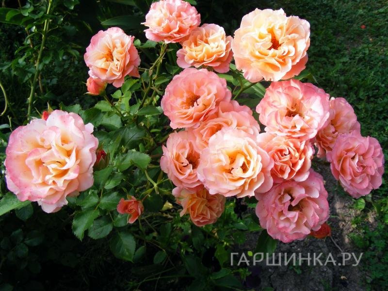 Роза Кубана почвопокровная, Топалович