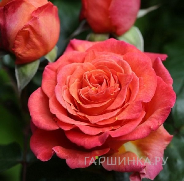 Роза Ла Палма, Интерплант