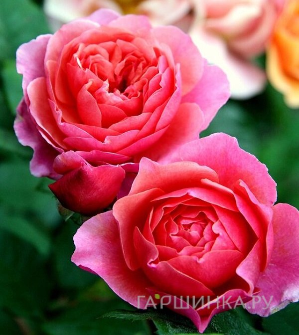 Роза Ладюре, Гийо