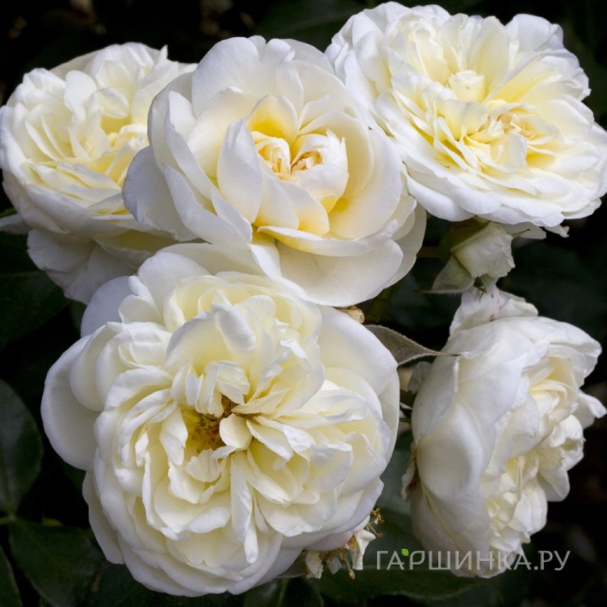 Роза Леди Романтик, Мейян (лиц)