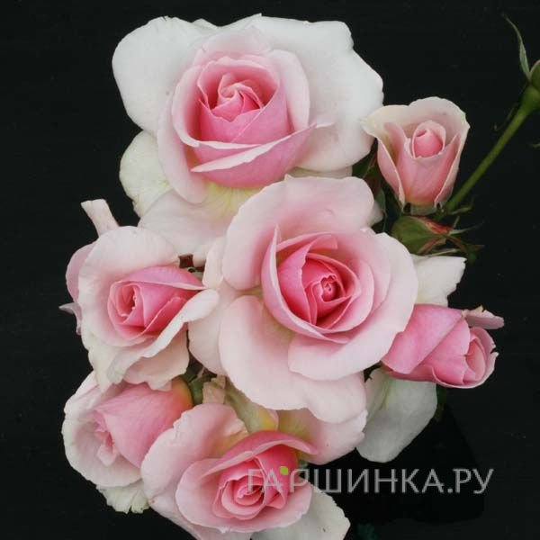 Роза Лет Зеа Би Лав, Фрайер
