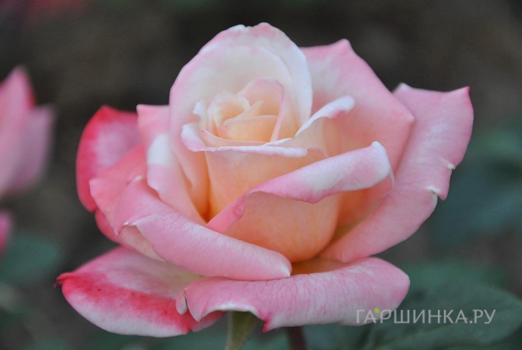 Роза Летиция Каста, Мейян