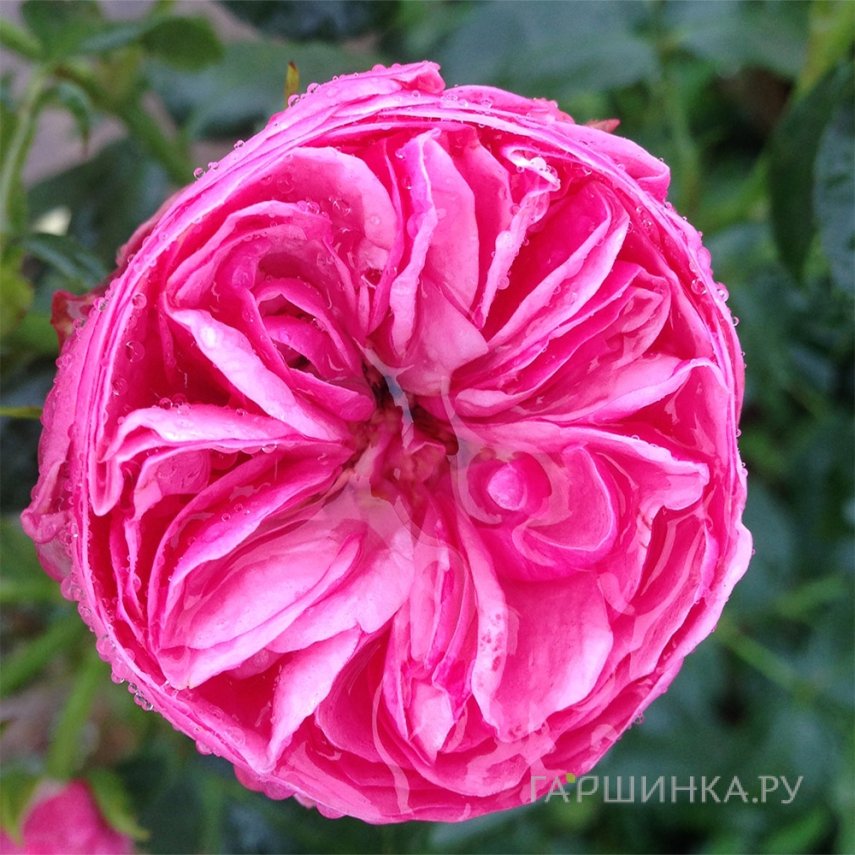 Роза Лиз Норгард Роуз, Roses 4 Ever