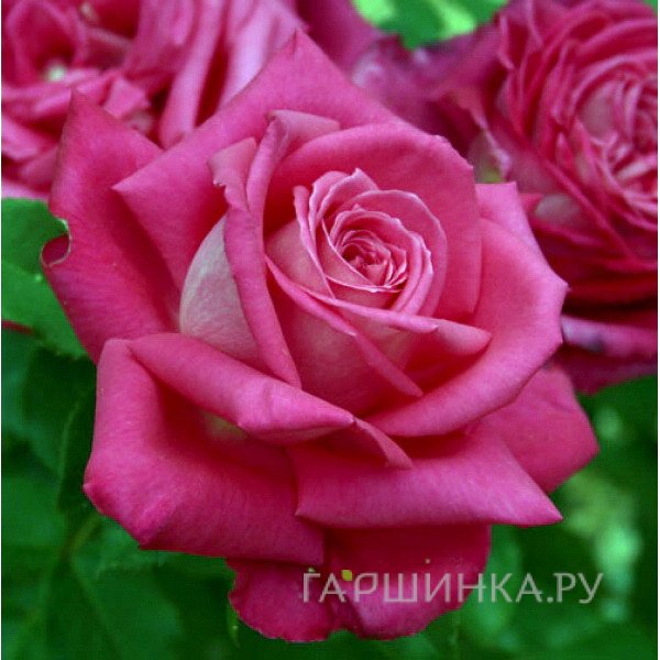 Роза Лолита Лемпика/Фест Блуш, Мейян