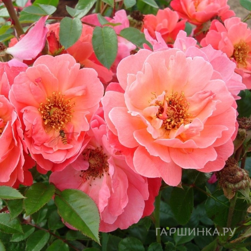 Роза Лукин ин Ер Айз, Roses 4 Ever
