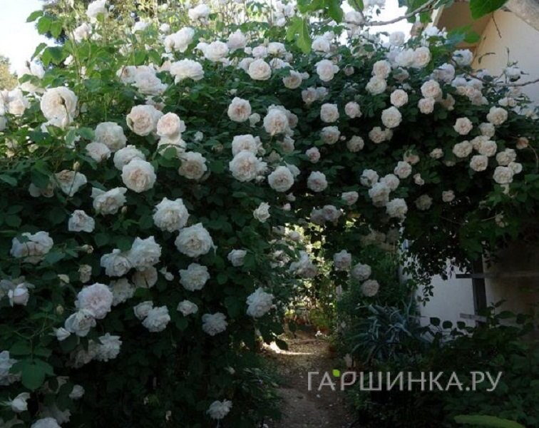 Роза Мадам Альфред Карьер, Гийо