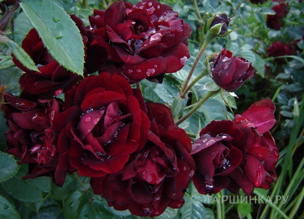 Роза Маликорн, Дельбар