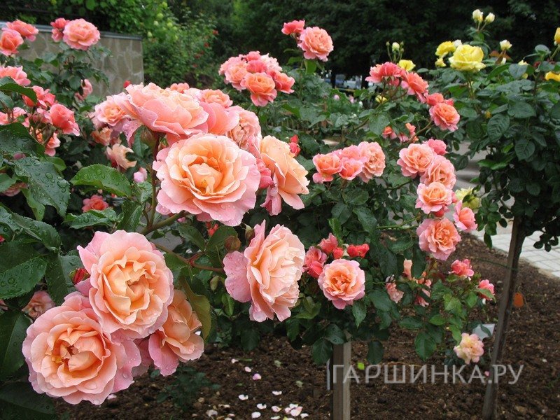 Роза Мари Кюри на штамбе 90см