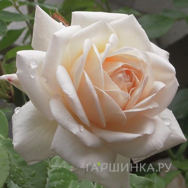Роза Мартин Гийо, Гийо