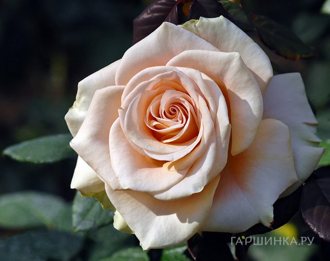 Роза Мэрилин Монро, Викс