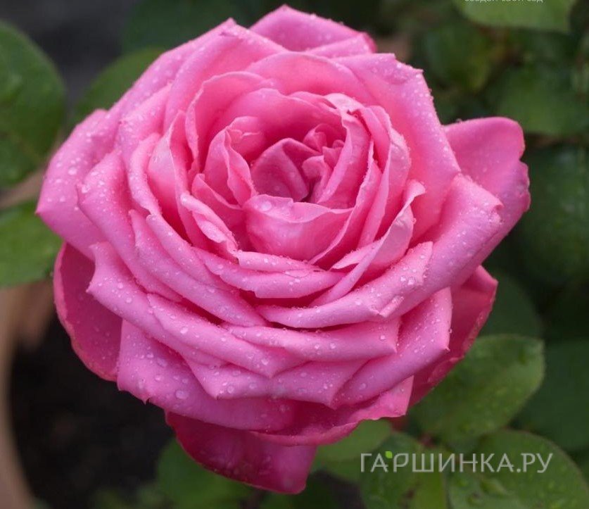 Роза Мон Пети Шу, Кордес