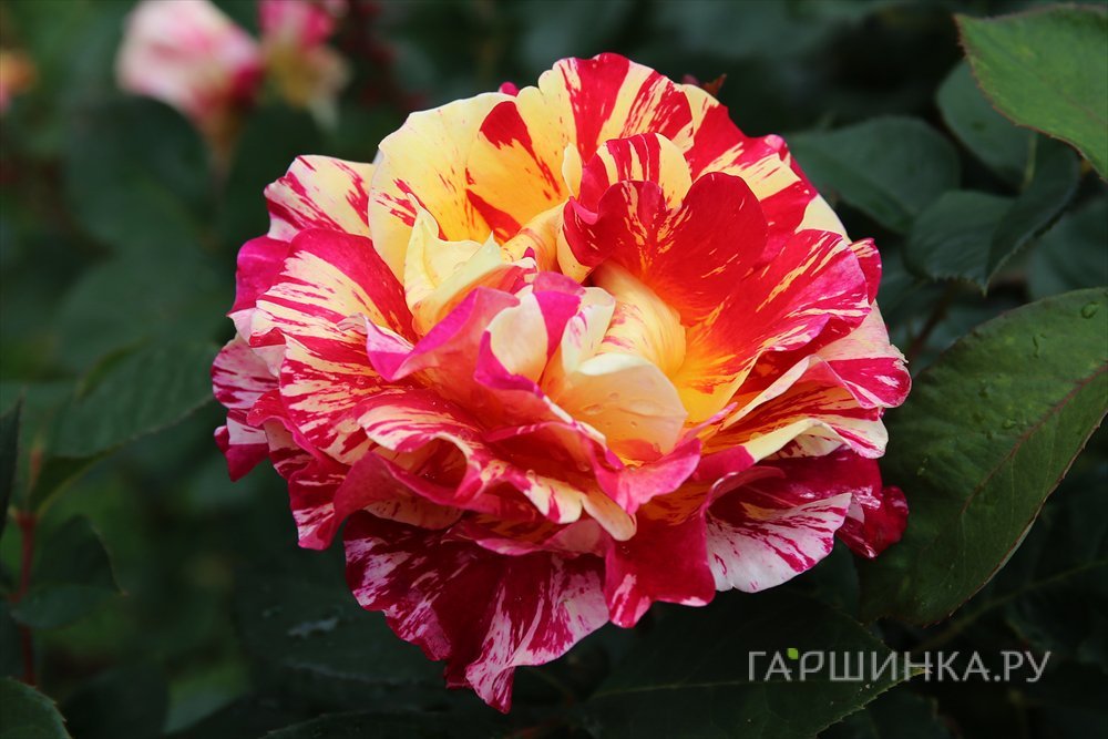 Роза Морис Утрилло, Дельбар