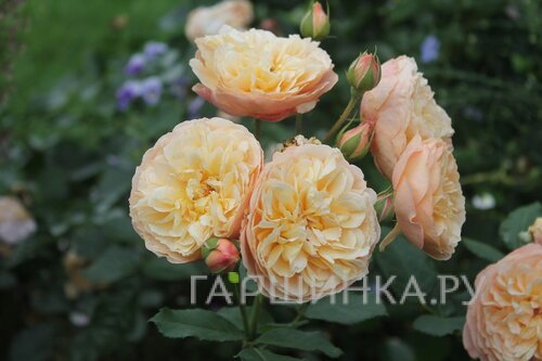 Роза Наталия Фрайла, Фено Гено