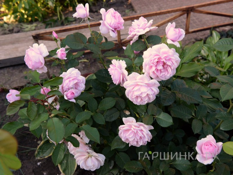 Роза Наташа Ричардсон, Харкнесс