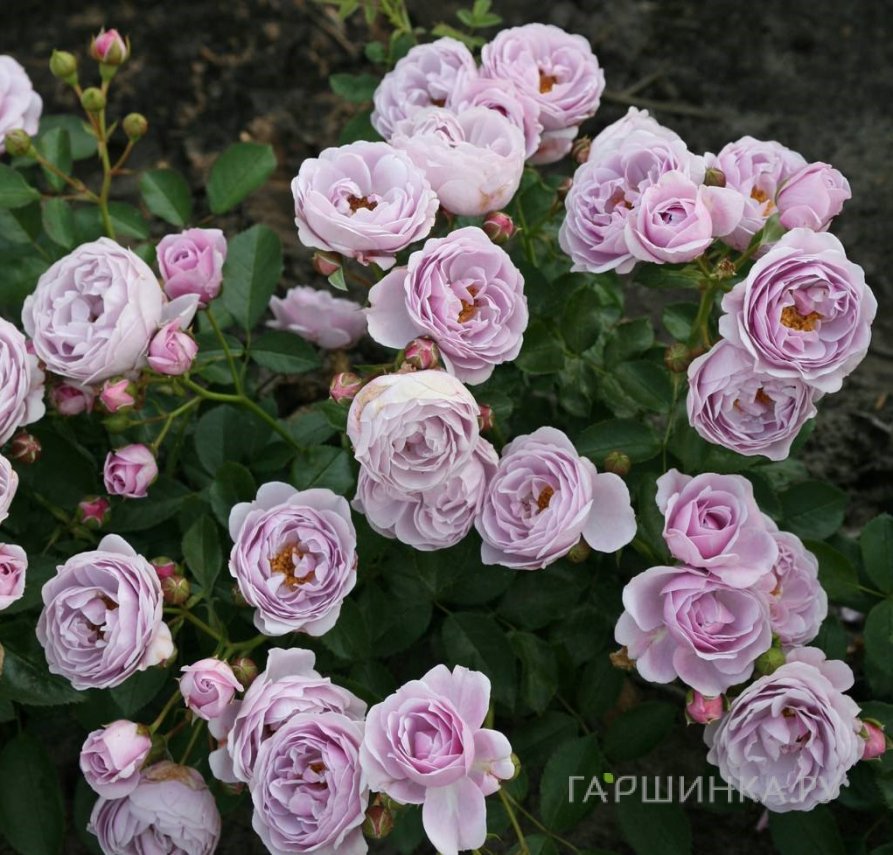 Роза Наутика флорибунда, Кордес
