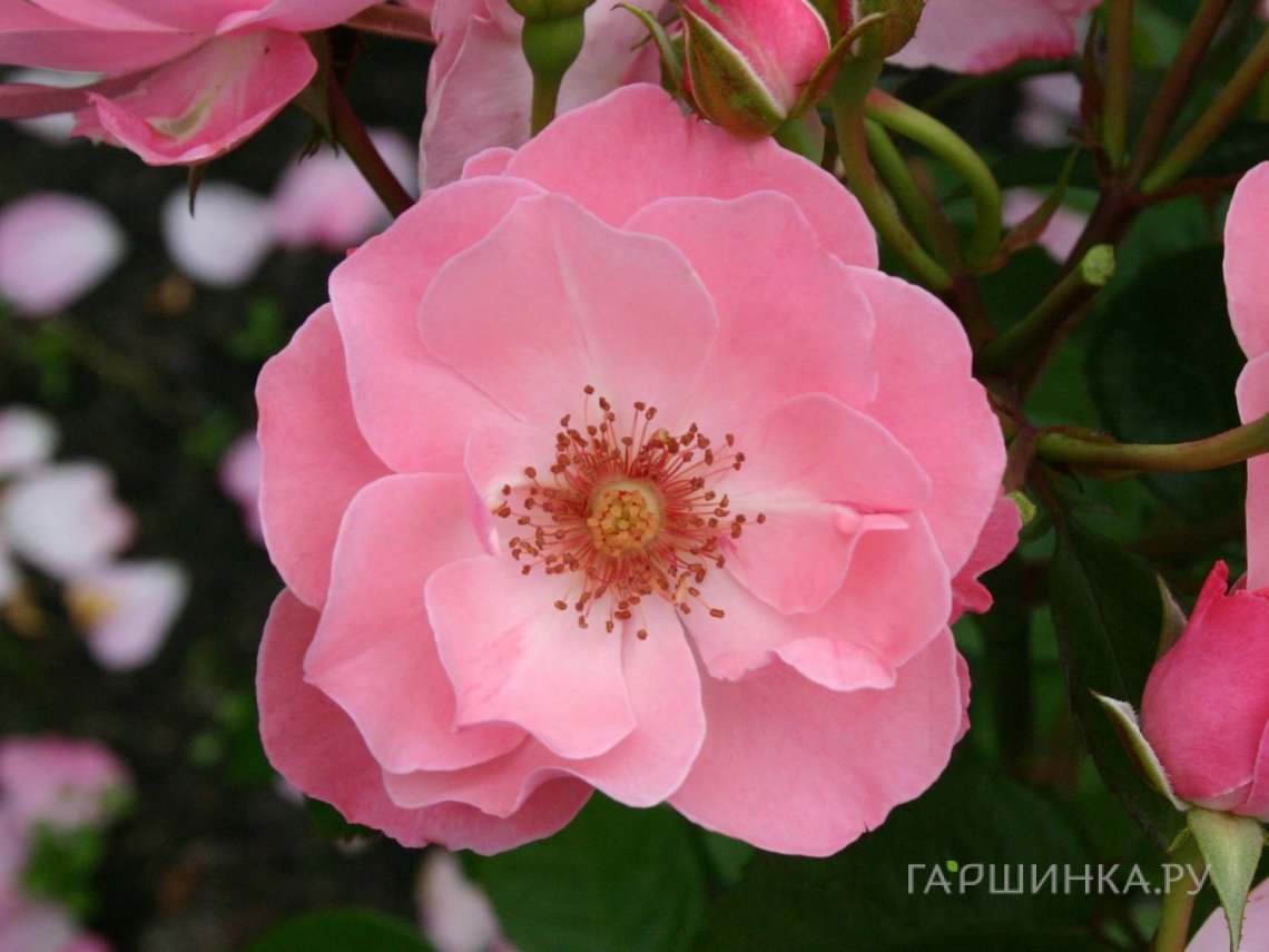 Роза Роза НДР 1 Радио Нидерзахсен, Кордес купить в Москве по