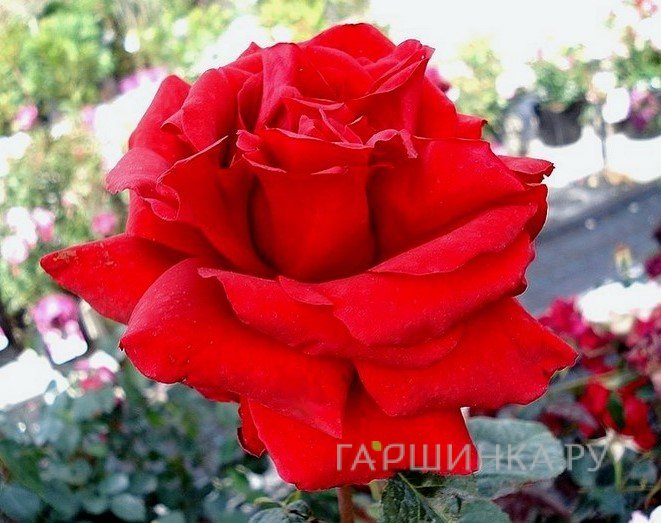 Роза Нифертити, Дорье