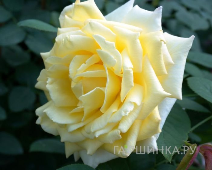 Роза Николя Уло, Мейян
