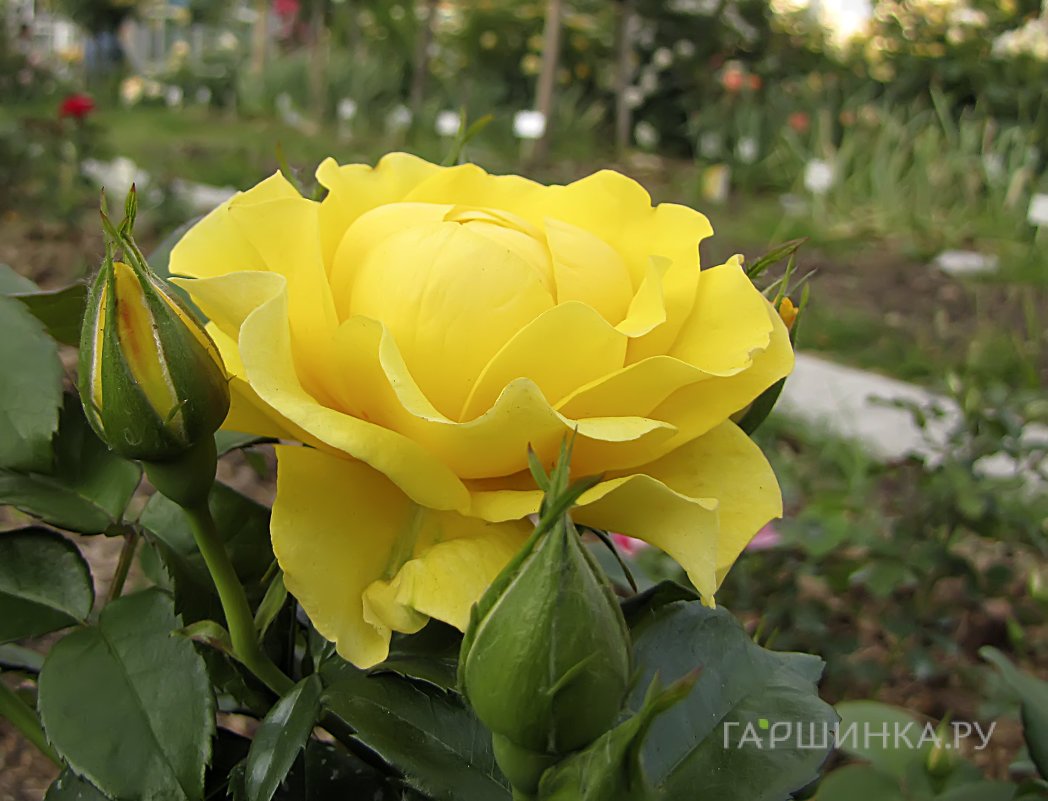 Роза Нозе Трейси Девис, Фрайер