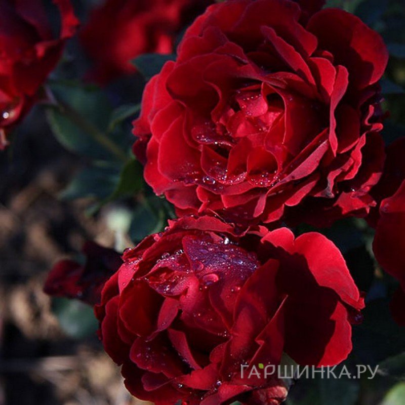 Роза Омаж а Барбара, Дельбар