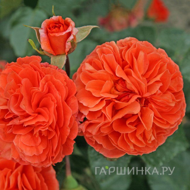 Роза Оранжери, Кордес (лиц)