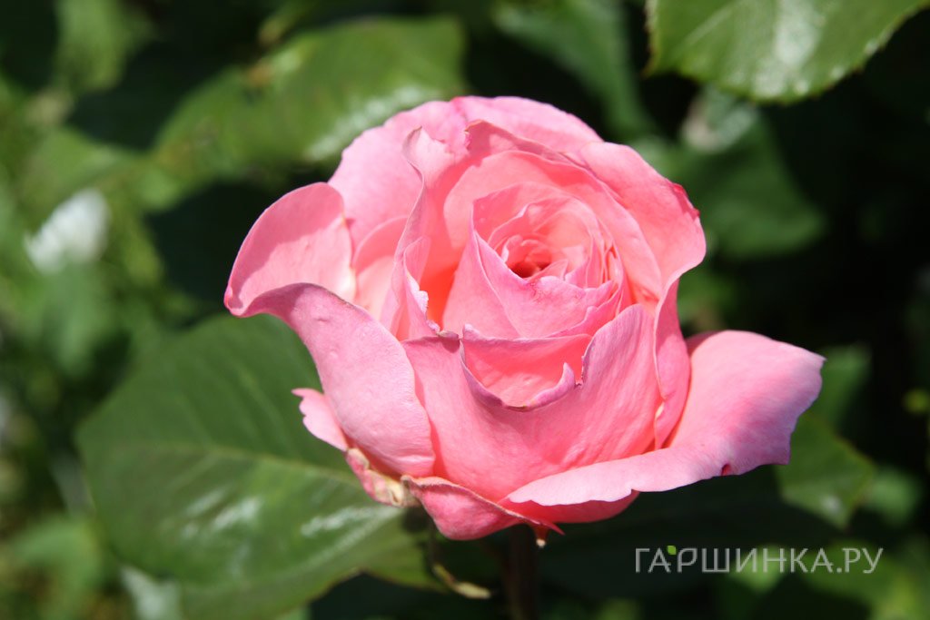 Роза Папильон, Дорье