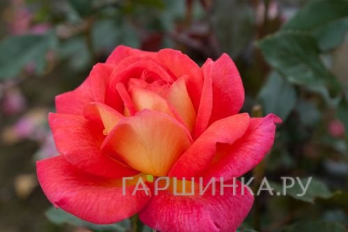 Роза Парфюм Де Грасс, Мейян