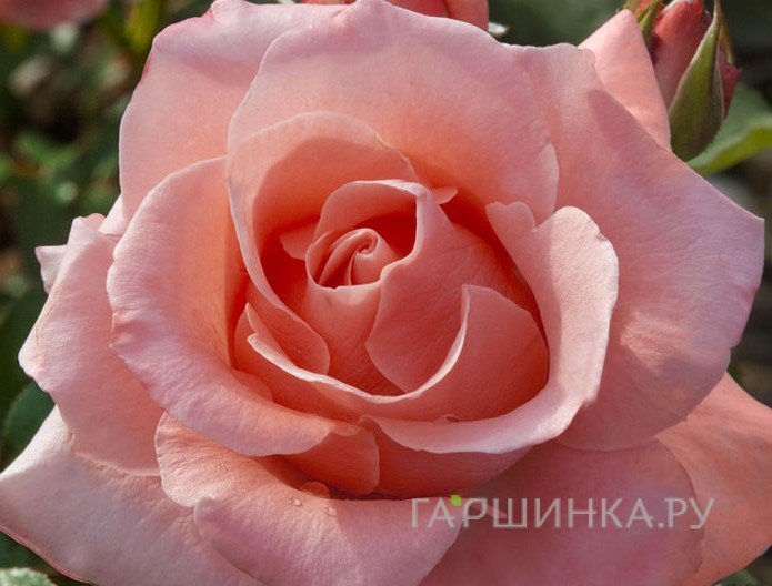 Роза Парис Ив Сент-Лоран, Мейян