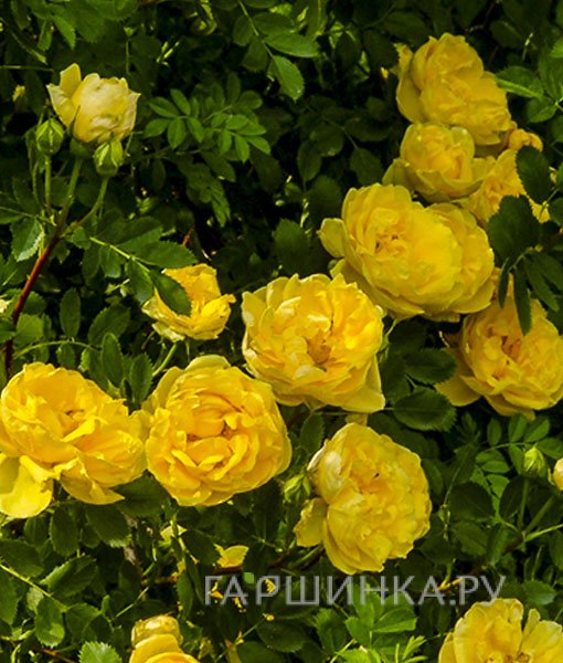 Роза Персиан Йеллоу, Ворнер
