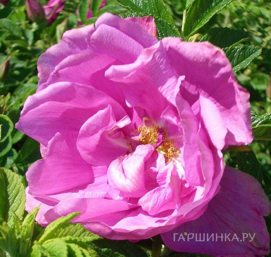 Роза Пинк Роадраннер, Кордес