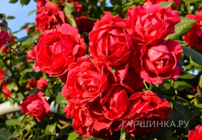 Роза Пол Скарлет плетистая, Кордес