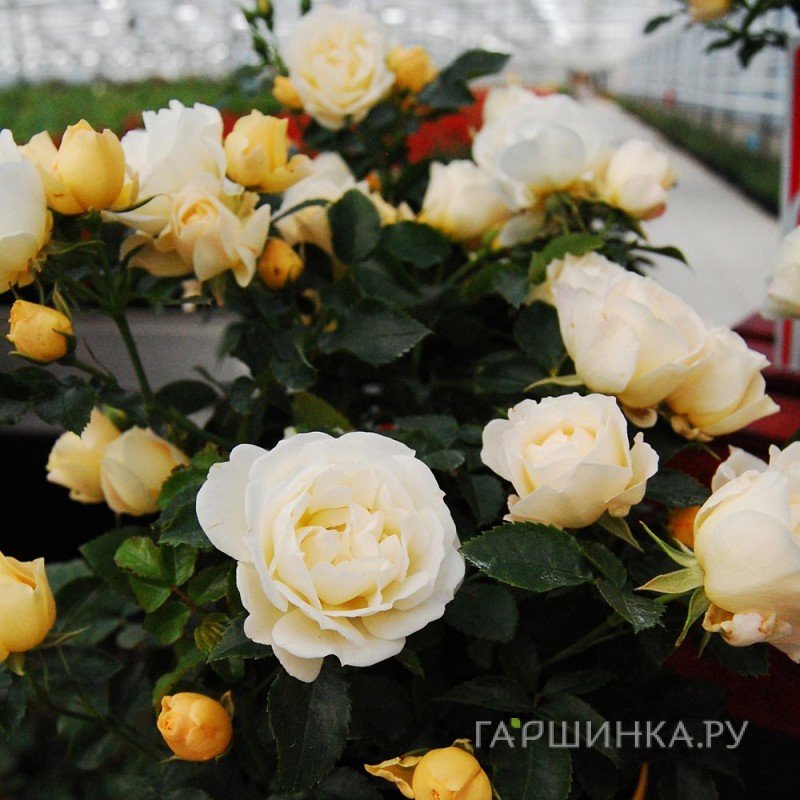 Роза Попкорн Дрифт, Мейян