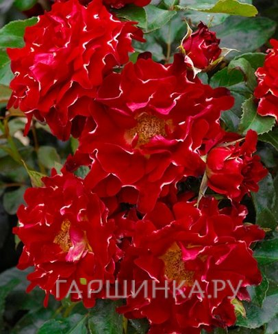 Роза Ред Леди Раффлс, Интерплант