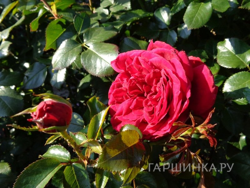 Роза Републик Де Монмарт, Дельбар