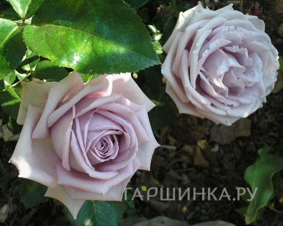 Роза Сандра Ренессанс, Пулсен
