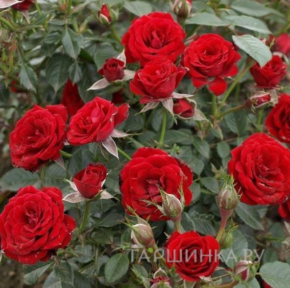 Роза Скарлет Хит, Пулсен