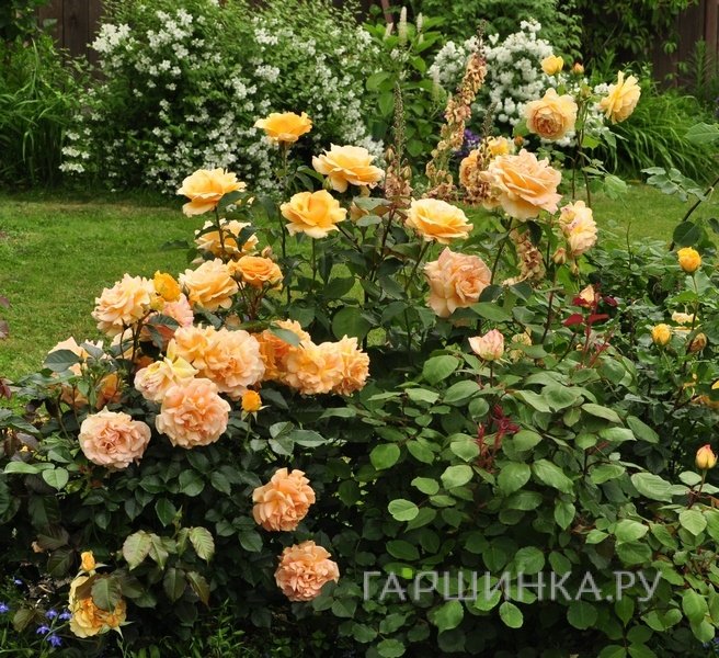 Роза София Ренессанс, Пулсен