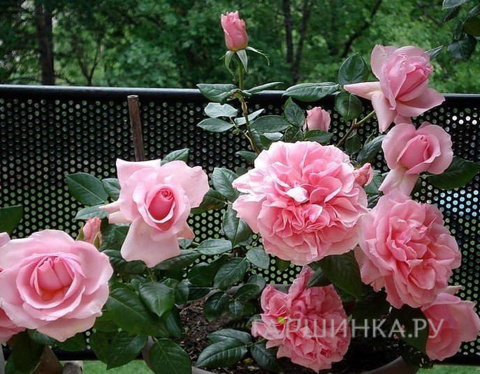 Роза Шокинг Пинк, Дорье