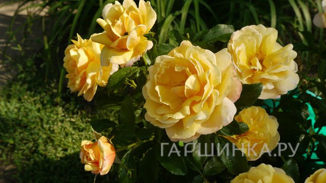 Роза Солей Вертикаль Клим, Дельбар