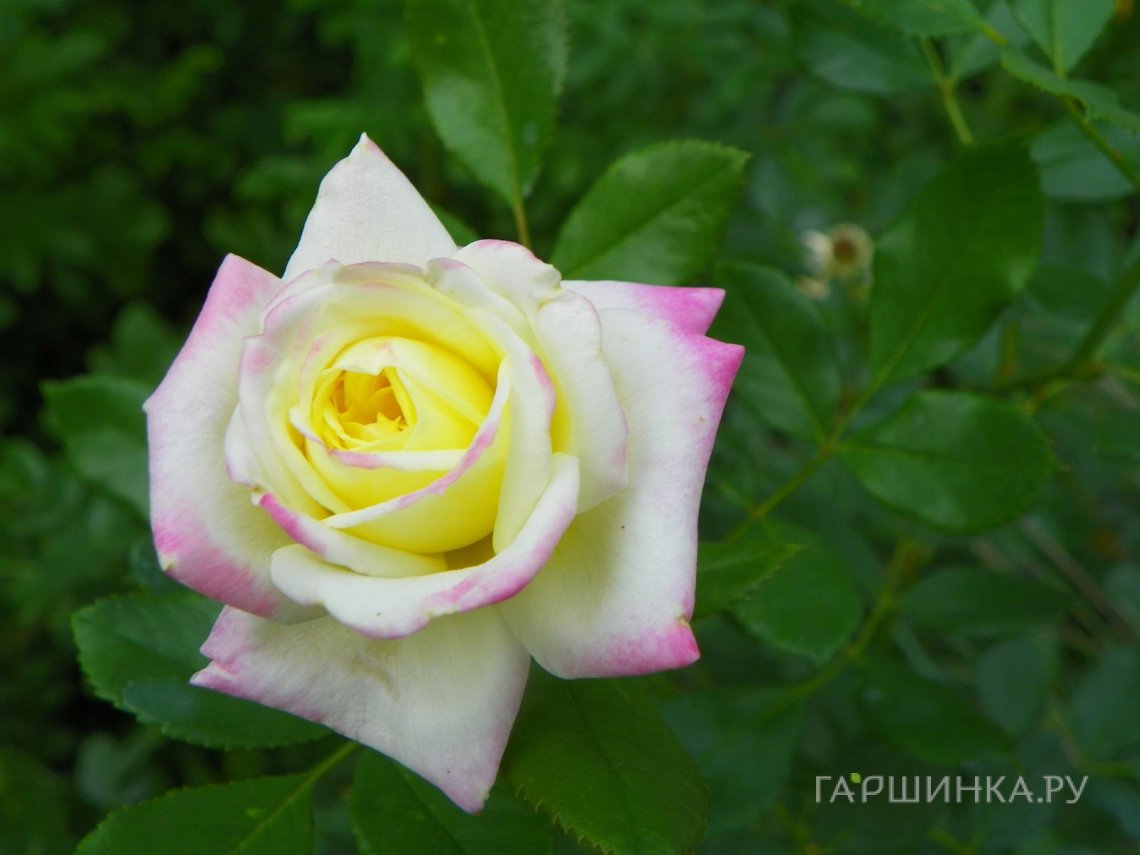 Роза Шоуми Мьюзик, Ворнер