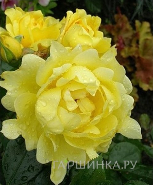 Роза Сплендид Раффлс, Интерплант
