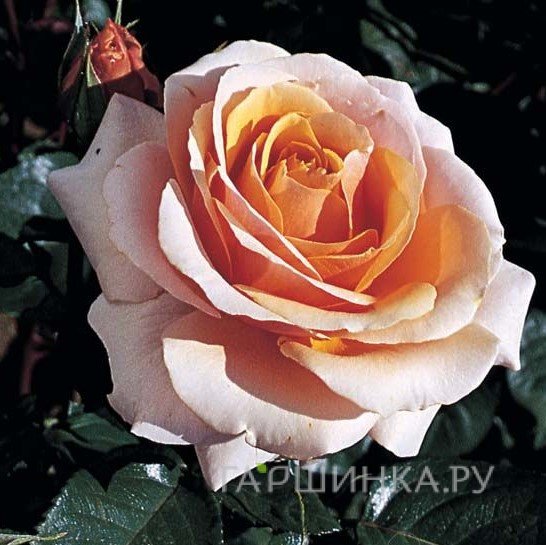 Роза Сью Хипкин/Свит Ревелешн, Харкнесс (лиц)